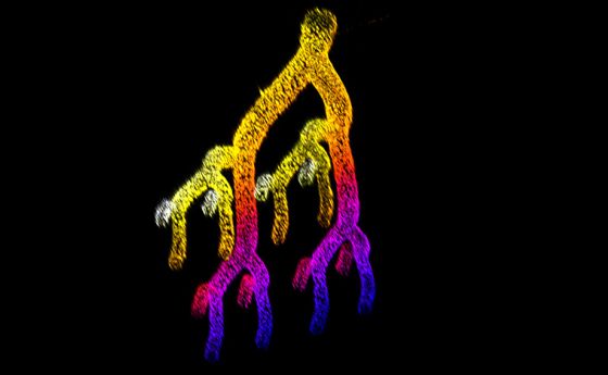 tissue engineering of blood vessels and lymphatic vessels, tissue engineering of blood vessels and lymphatic vessels