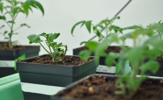 Tomato seedlings grow in a series of plastic square-shaped pots
