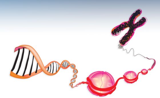 cell in the human body