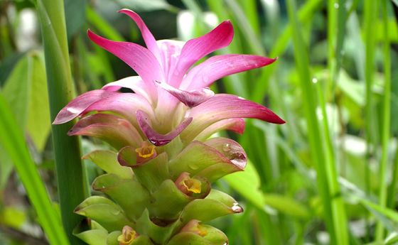 curcuma phaeocaulis