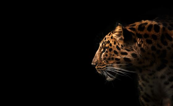 leopard shows off its spots
