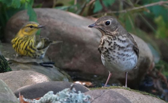 A Cape May Warbler and a Swainson's Thrush at a birdbath