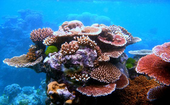 A variety of corals in oceans water