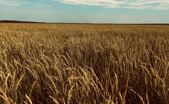 A field of crops with a blue sky in the background