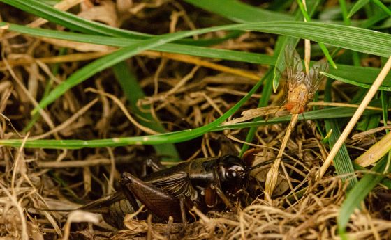 The acoustic parasitoid fly Ormia ochracea and its host cricket Teleogryllus oceanicus.