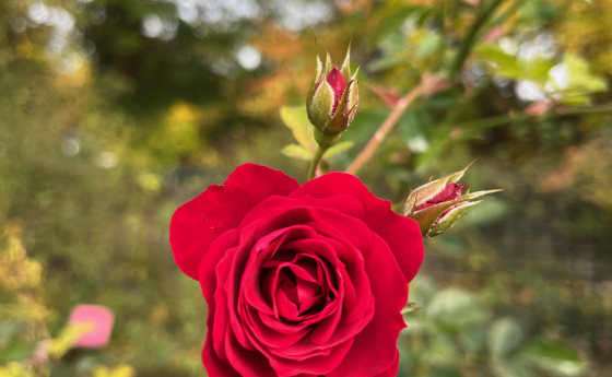 A rose flower growing out towards the foreground from the bush in the background