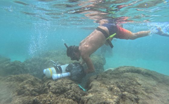 Maui coral reef diver