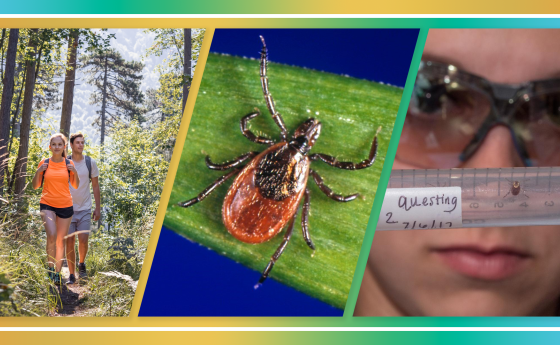 NSF Impacts: Lyme's Disease