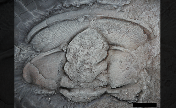 The team identified trilobites, shown here as prepared fossils, which evolved quickly and are, therefore, useful for dating sedimentary deposits
