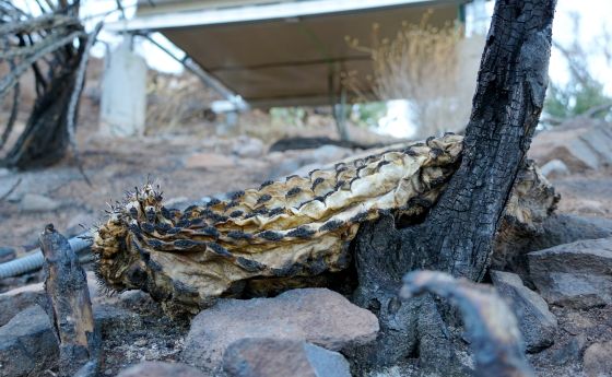 A charred barrel cactus lies on the ground in front of the fire hut at the NSF NEON Sycamore Creek site.