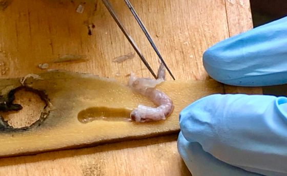 A small shipworm being extracted from wood