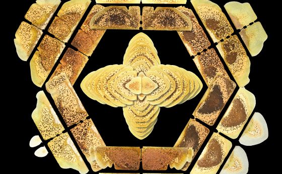 Images of honey bee combs, arranged to show the symmetry between the two sides of the comb.