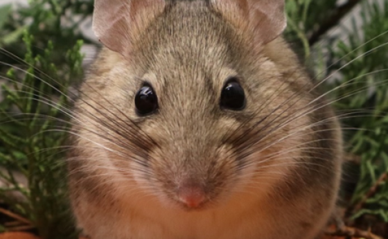 Desert woodrat sitting in some brush