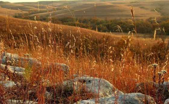 landscape of a grass field