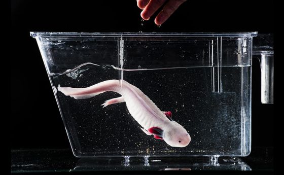 A pink axolotol swims in a water-filled tank. A human hand can be seen just above the tank.