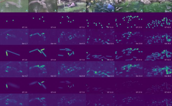 graphic collage of examples of algorithm performance in different manatee densities in the scene.