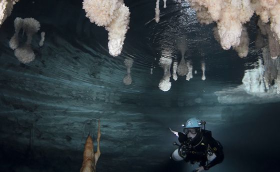 Cave diver collects underwater calcite encrustations for the study.