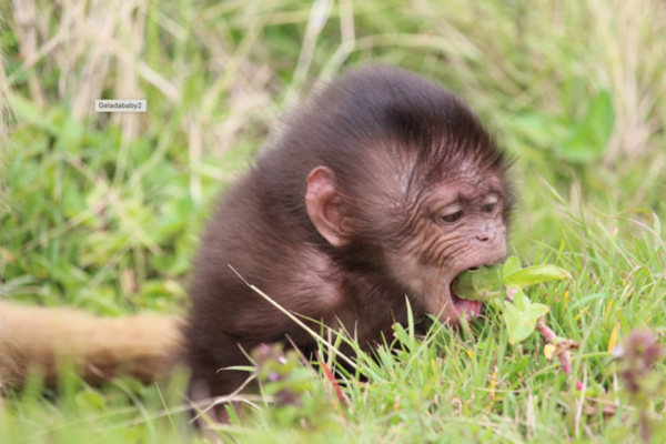 baby monkey in grass eating a leaf