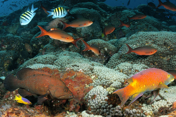 school of fish in a coral reef