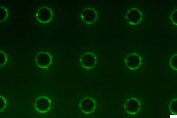 Fluorescence image of amphiphiles concentrated at the edges of micropillars on a microstructured surface.