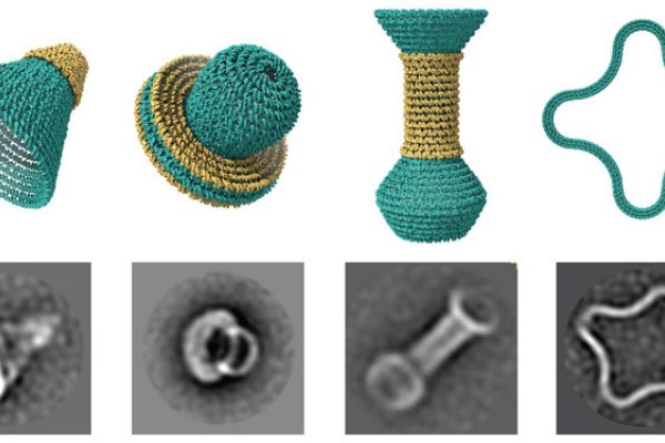 Nanostructures built using software that lets researchers design objects out of DNA. Models (top) with electron microscope images of the objects (bottom).