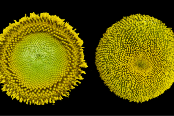 the opening of florets in concentric rings in sunflowers
