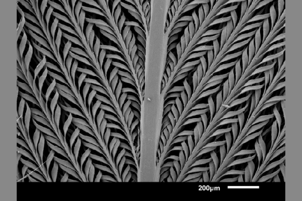 Researchers captured a view of feathers from the desert-dwelling sandgrouse, showcasing the architecture.