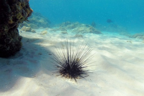 Scientists have discovered that a parasite is behind a severe die-off of long-spined sea urchins across the Caribbean Sea.