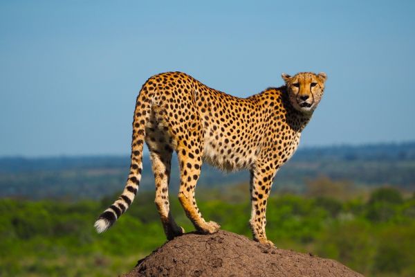 cheetah standing in the desert