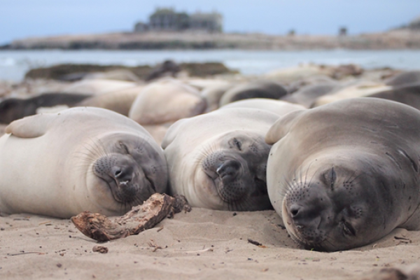 elephant seals laying down