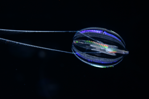 Hormiphora californensis, the California sea gooseberry, is a comb jelly common in California coastal waters.