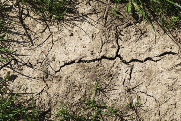 Free-living soil microbes don't respond to plants' cries for help during drought. They adapt to drought on their own.