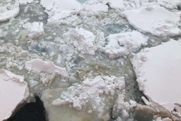 Microbes turn the underside of sea ice brown or green, sometimes forming thick mats under the ice.