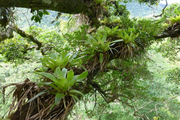 A view of epiphytic plants in a rainforest canopy; the plants face growing threats.