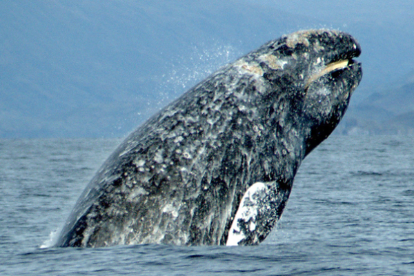 A new study's conclusions depend on long-term data on gray whale prey in the Bering Strait region.