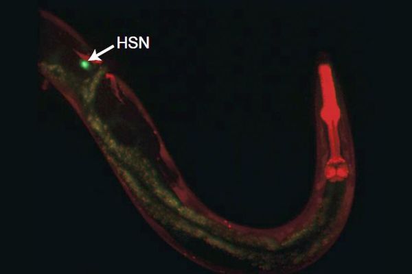 In a C. elegans worm, the neuron HSN is in green, showing its extension to the worm's head (in red).