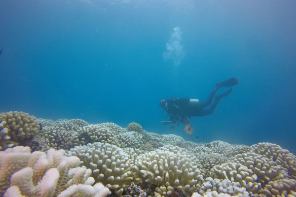 Rice University graduate student Lauren Howe-Kerr during a sample collection dive