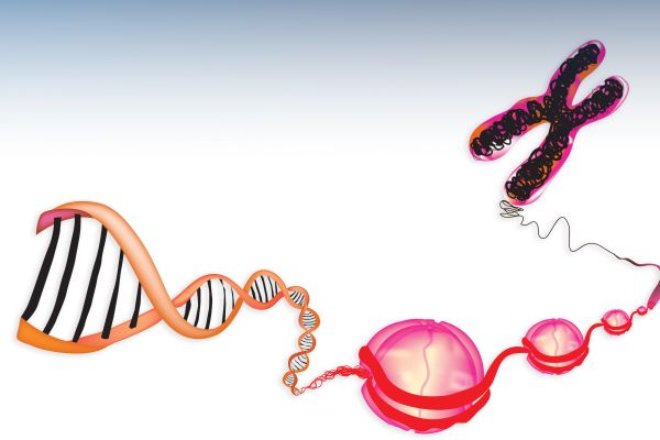 cell in the human body