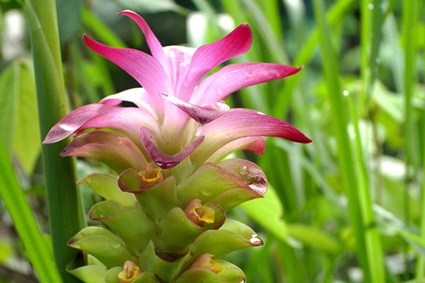 curcuma phaeocaulis