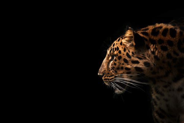 leopard shows off its spots