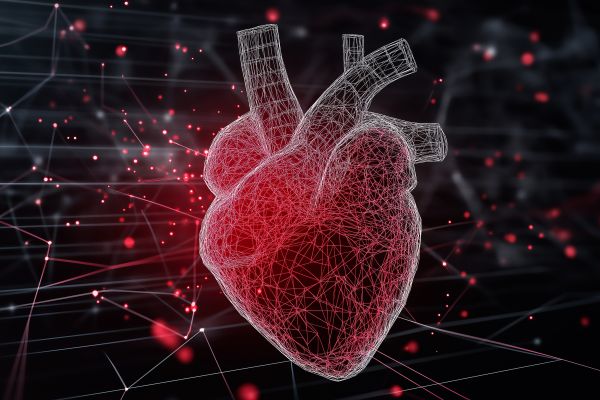 3D model of a human heart