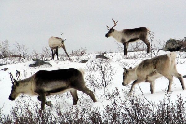 In the foreground, a brown and white caribou walks through snow from right to left, followed by a smaller, lighter caribou. Behind them, two more caribou stand along the skyline. The ground is snow-covered and small boulders and shrubs are scattered throughout.