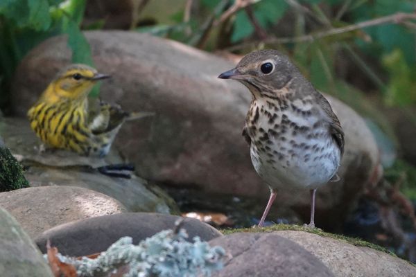 A Cape May Warbler and a Swainson's Thrush at a birdbath