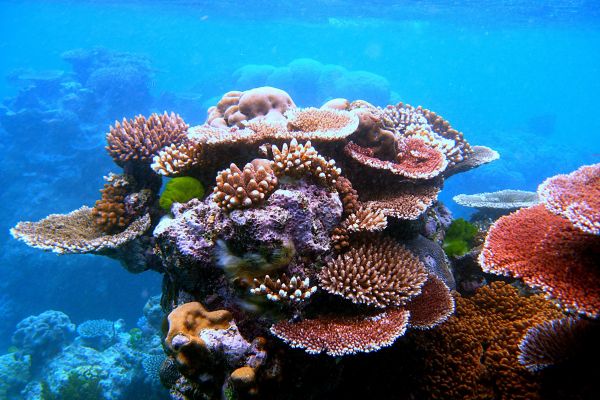 A variety of corals in oceans water