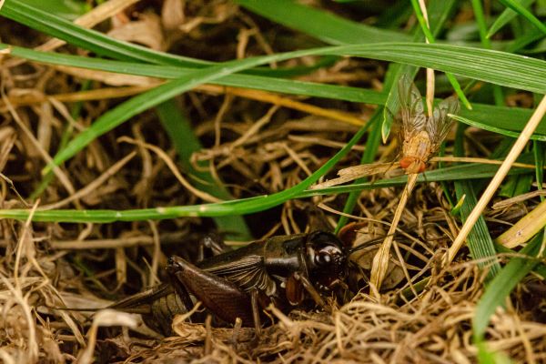 The acoustic parasitoid fly Ormia ochracea and its host cricket Teleogryllus oceanicus.