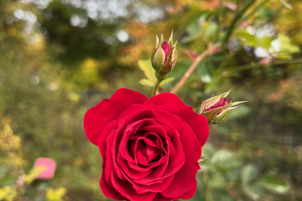 A rose flower growing out towards the foreground from the bush in the background