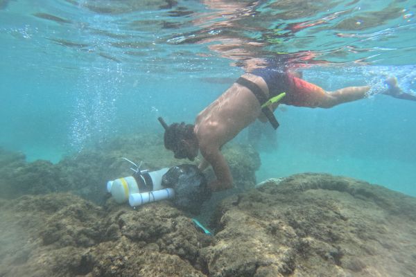 Maui coral reef diver