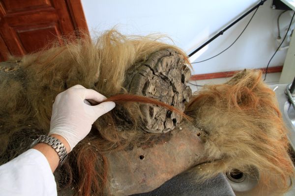 A gloved human hand holds some mammoth hair next to the foot and hairy leg.