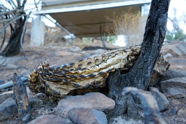 A charred barrel cactus lies on the ground in front of the fire hut at the NSF NEON Sycamore Creek site.