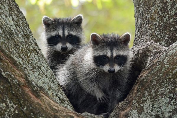 Two raccoons sit in the bowl formed by limbs of a tree branching off from the trunk. One peers over the others shoulder.